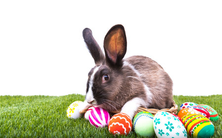 Rabbit and easter eggs in green grass
