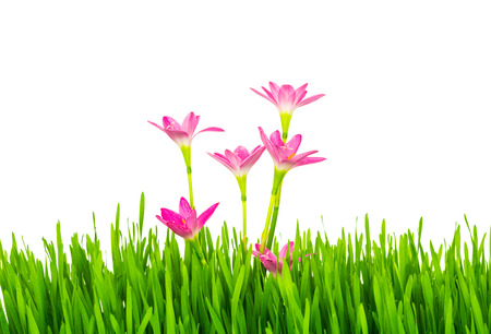 Beautiful pink flowers and fresh spring green grass isolated on white background.の写真素材
