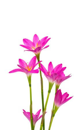 Beautiful pink flowers isolated on white backgroundの写真素材