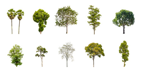 Collection of Tree isolated on a white backgroundの写真素材