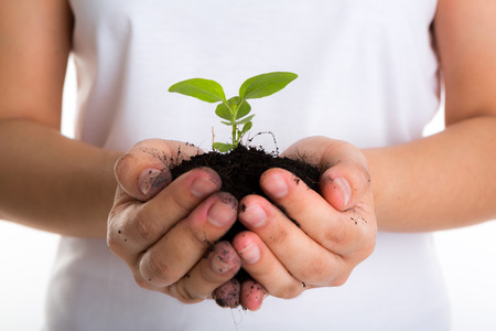 Plant in female handsの写真素材