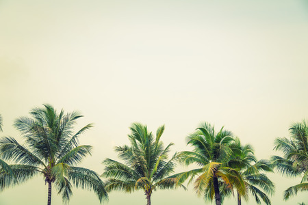 Coconut palm trees ( Filtered image processed vintage effect. )の写真素材