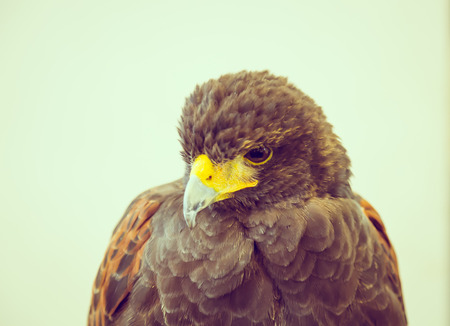 Golden Eagle ( Filtered image processed vintage effect. )の写真素材