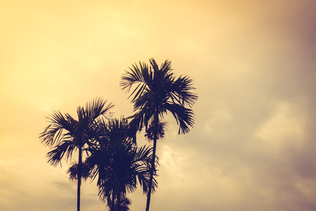 Coconut palm trees  ( Filtered image processed vintage effect. )の写真素材