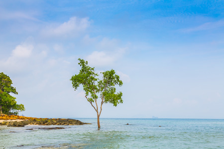 lonely tree on the  Seaの写真素材