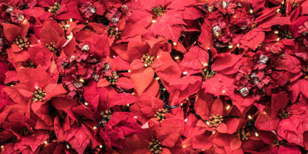 Poinsettia plant leaves. Christmas displaysの写真素材