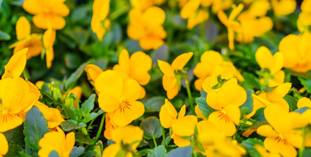 Beautiful yellow flower