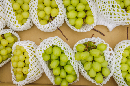 Green grape bunchの写真素材