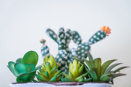 Small cactus in potの写真素材