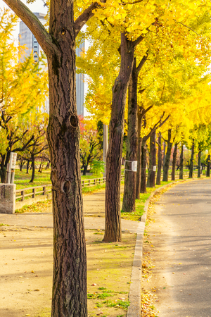 Beautiful Colorful Autumn Leavesの写真素材