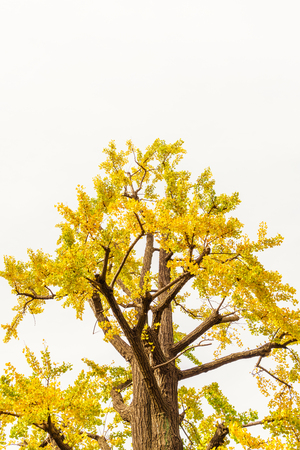 Beautiful Colorful Autumn Leavesの写真素材