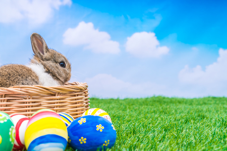 Rabbit and easter eggs in green grass with blue skyの写真素材