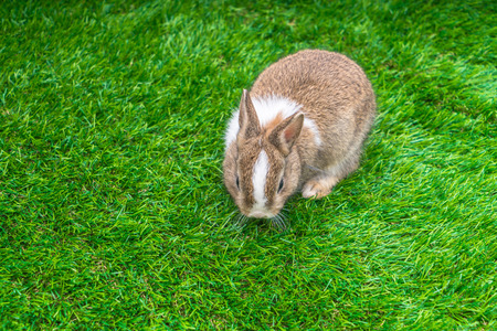 Rabbit on green grass for easter holidayの写真素材