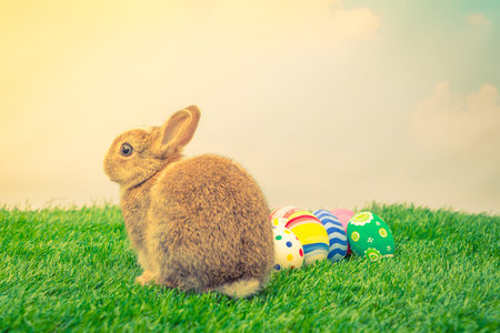 Rabbit and easter eggs in green grass