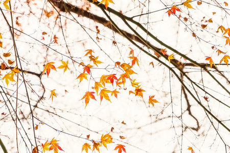 Beautiful Colorful Autumn Leaves