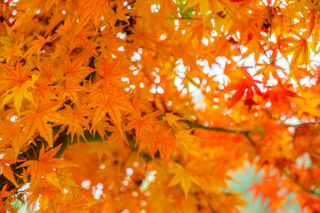Beautiful Colorful Autumn Leavesの写真素材