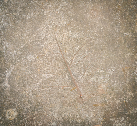 Leaf impression in stoneの写真素材