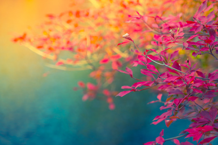 Autumn forest with riverの写真素材
