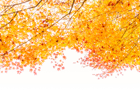 Beautiful Colorful Autumn Leavesの写真素材