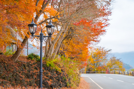 Beautiful Colorful Autumn Leavesの写真素材