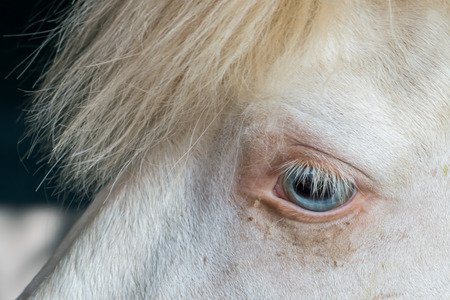 Close-up of horse eyeの写真素材