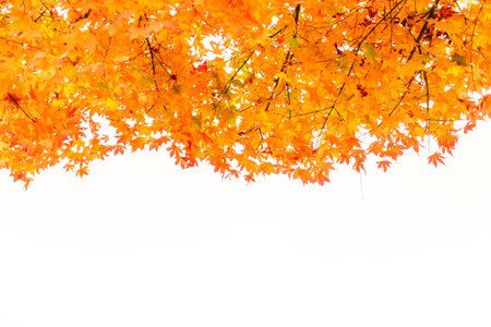 Beautiful Colorful Autumn Leaves
