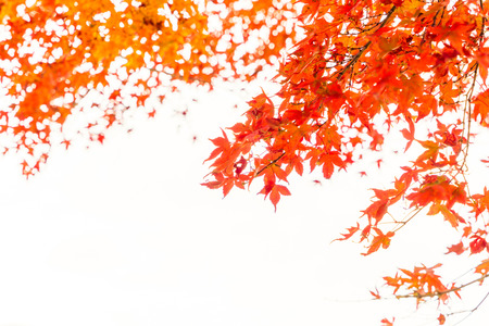 Beautiful Colorful Autumn Leavesのeditorial素材