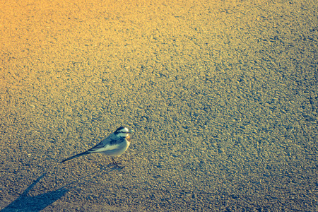 Bird on the road ( Filtered image processed vintage effect. )の写真素材