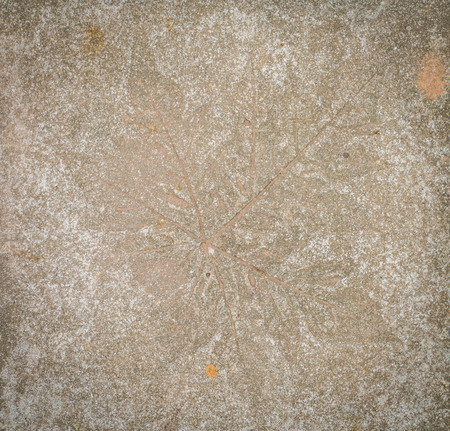 Leaf impression in stoneの写真素材