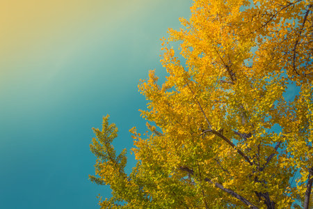 Beautiful Colorful Autumn Leaves ( Filtered image processed vintage effect. )
