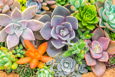 Beautiful small cactus fieldの写真素材