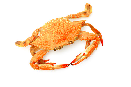 Steamed crabs on white backgroundの写真素材