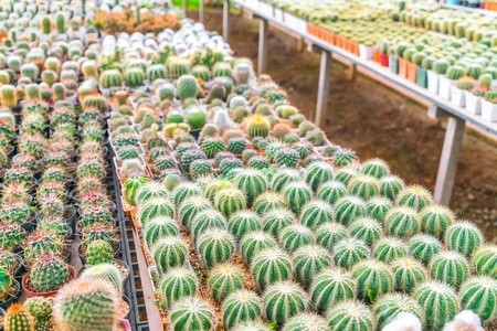 Beautiful small cactus fieldの写真素材
