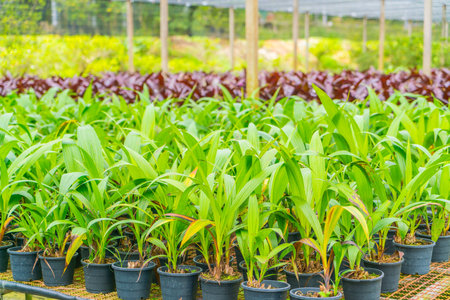 Green Asplenium in gardenの写真素材