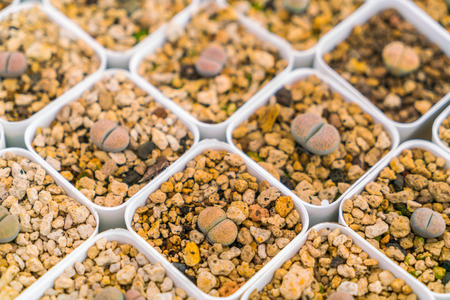 Beautiful small cactus fieldの写真素材