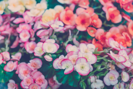 Red and yellow Beautiful Orchid vintage pastel tonesの写真素材