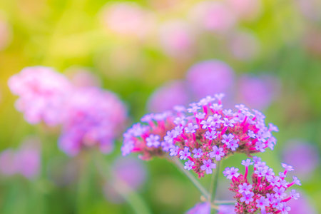 Beautiful pink bunch flowers on green grass backgroundの写真素材