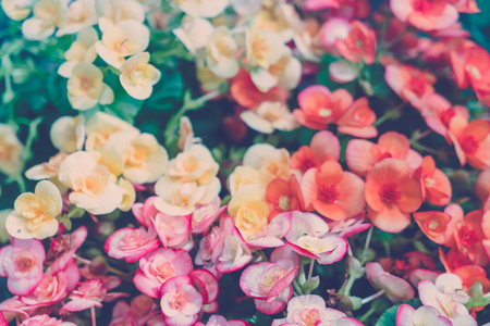 Red and yellow Beautiful Orchid vintage pastel tonesの写真素材