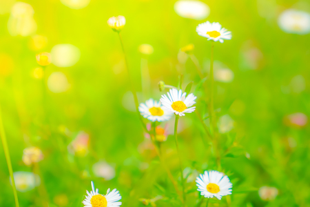 Beautiful White bunch flowers on green grass backgroundの写真素材