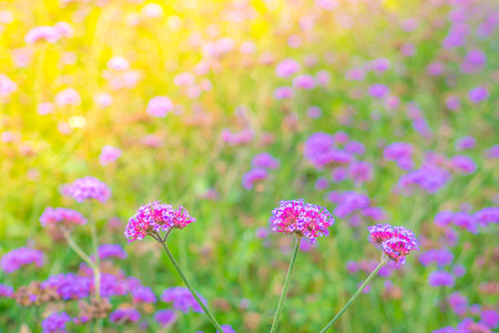 Beautiful pink bunch flowers on green grass backgroundの写真素材
