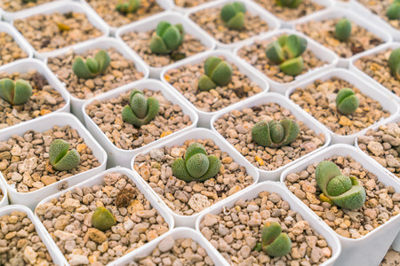 Beautiful small cactus fieldの写真素材