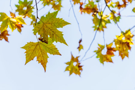 Beautiful Colorful Autumn Leavesの写真素材