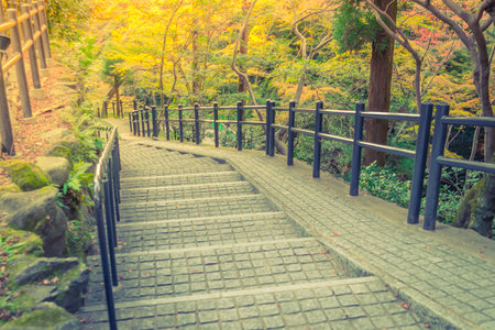 Way in forest  ( Filtered image processed vintage effect. )の写真素材