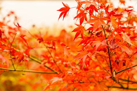 Beautiful Colorful Autumn Leaves