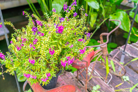 Old bicycle with flowerの写真素材