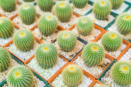 Beautiful small cactus fieldの写真素材