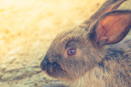 Rabbit for easter holiday ( Filtered image processed vintage effect. )の写真素材