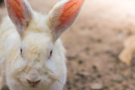 Rabbit for easter holiday ( Filtered image processed vintage effect. )の写真素材