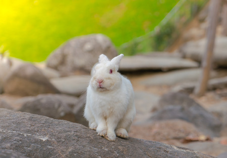 Rabbit for easter holiday ( Filtered image processed vintage effect. )の写真素材