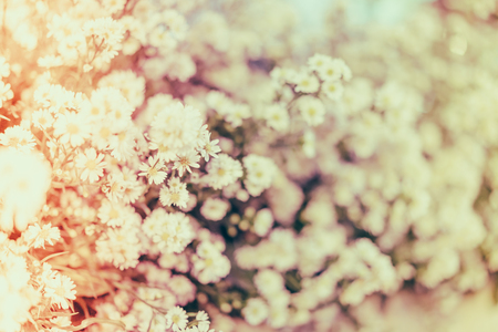 Beautiful flowers for valentines and wedding scene  ( Filtered image processed vintage effect. )の写真素材